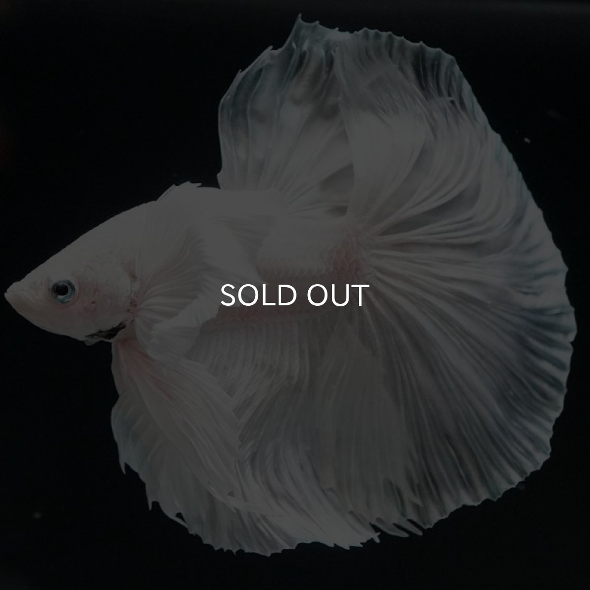 画像4: HM ホワイトダンボ (4)