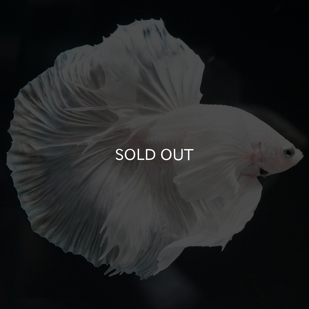 画像5: HM ホワイトダンボ (5)