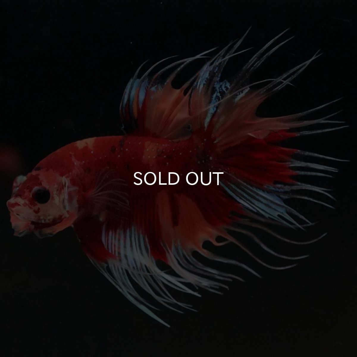 画像8: CT　キャンディ (8)