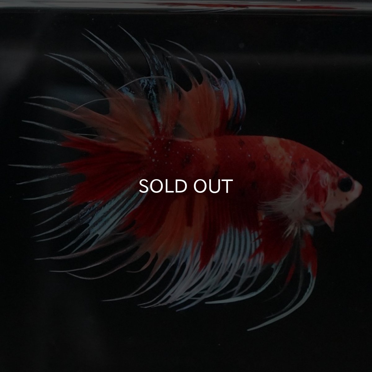 画像7: CT　キャンディ (7)