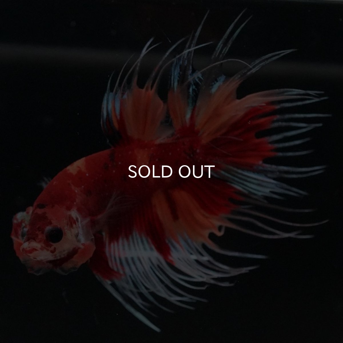 画像6: CT　キャンディ (6)