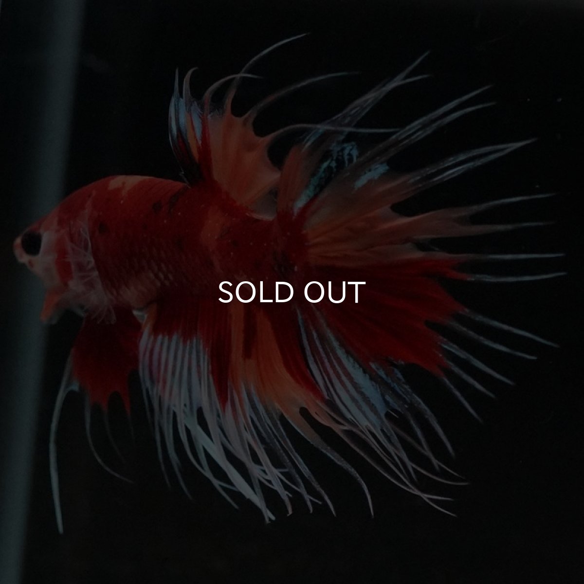 画像4: CT　キャンディ (4)