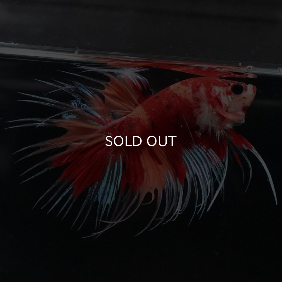 画像5: CT　キャンディ (5)