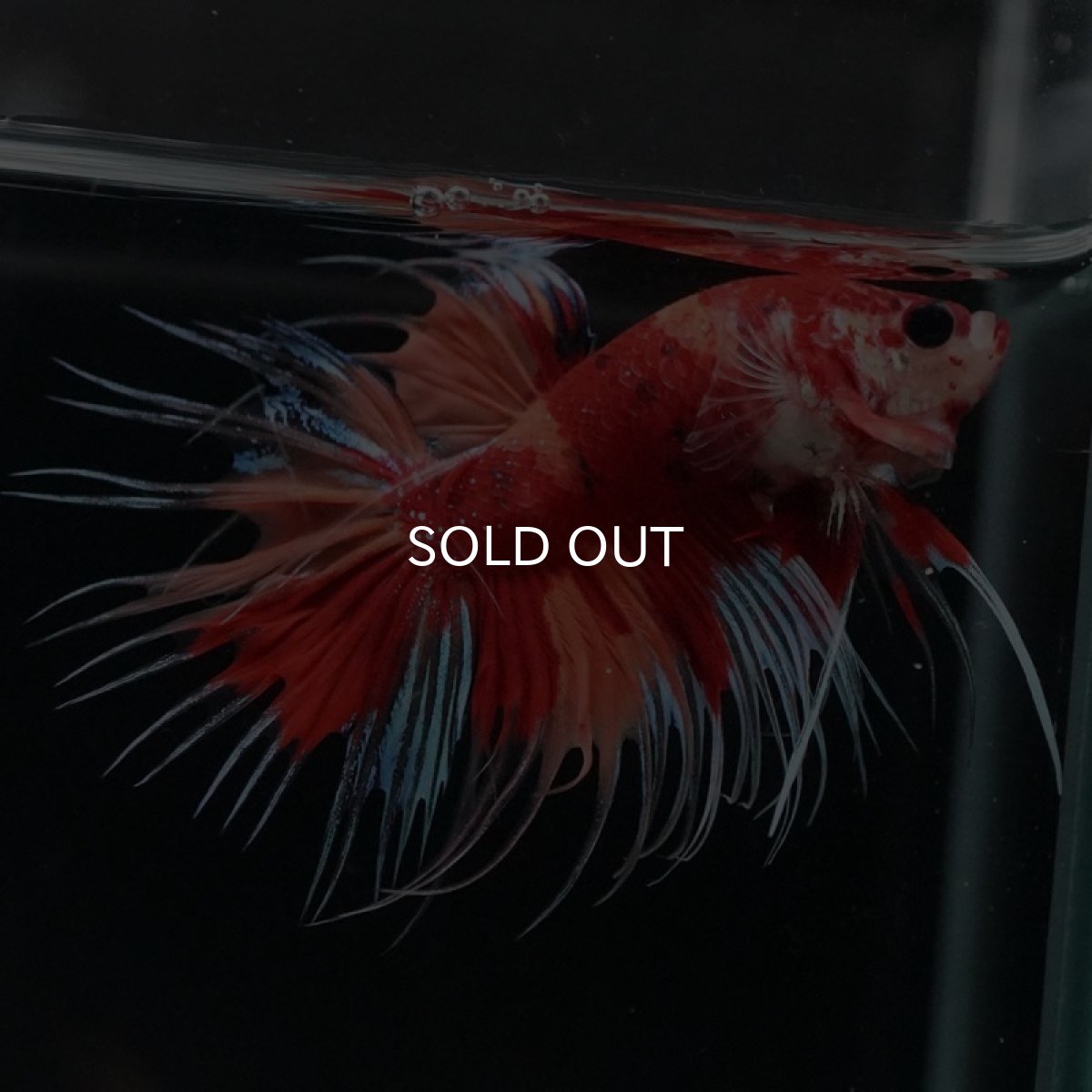 画像3: CT　キャンディ (3)