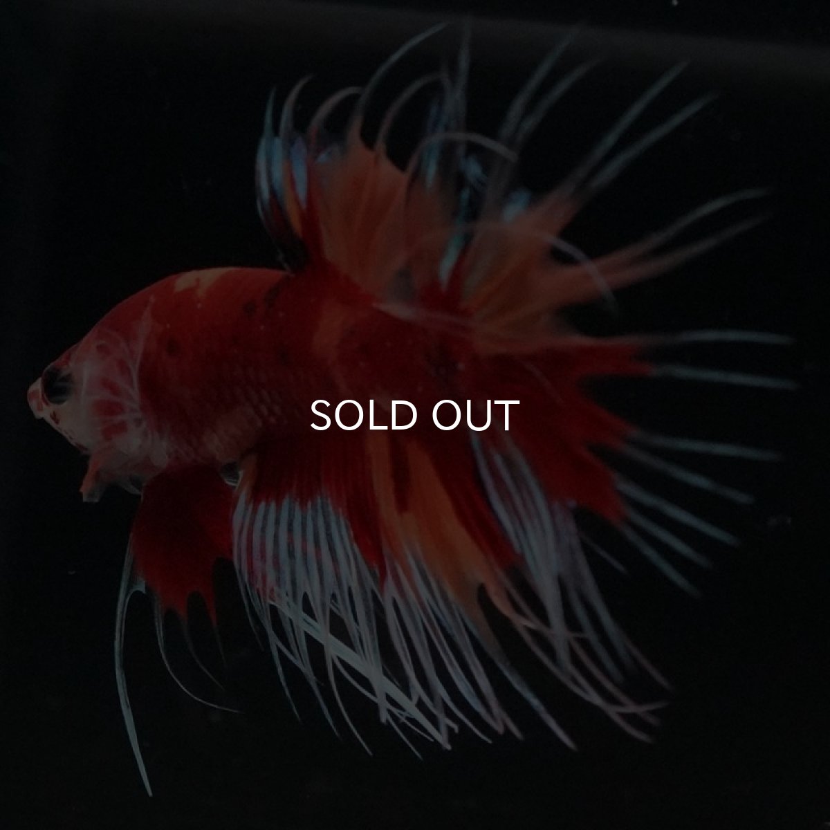 画像2: CT　キャンディ (2)