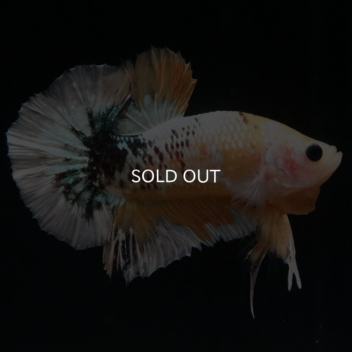 画像9: HMPK イエローファンシー (9)