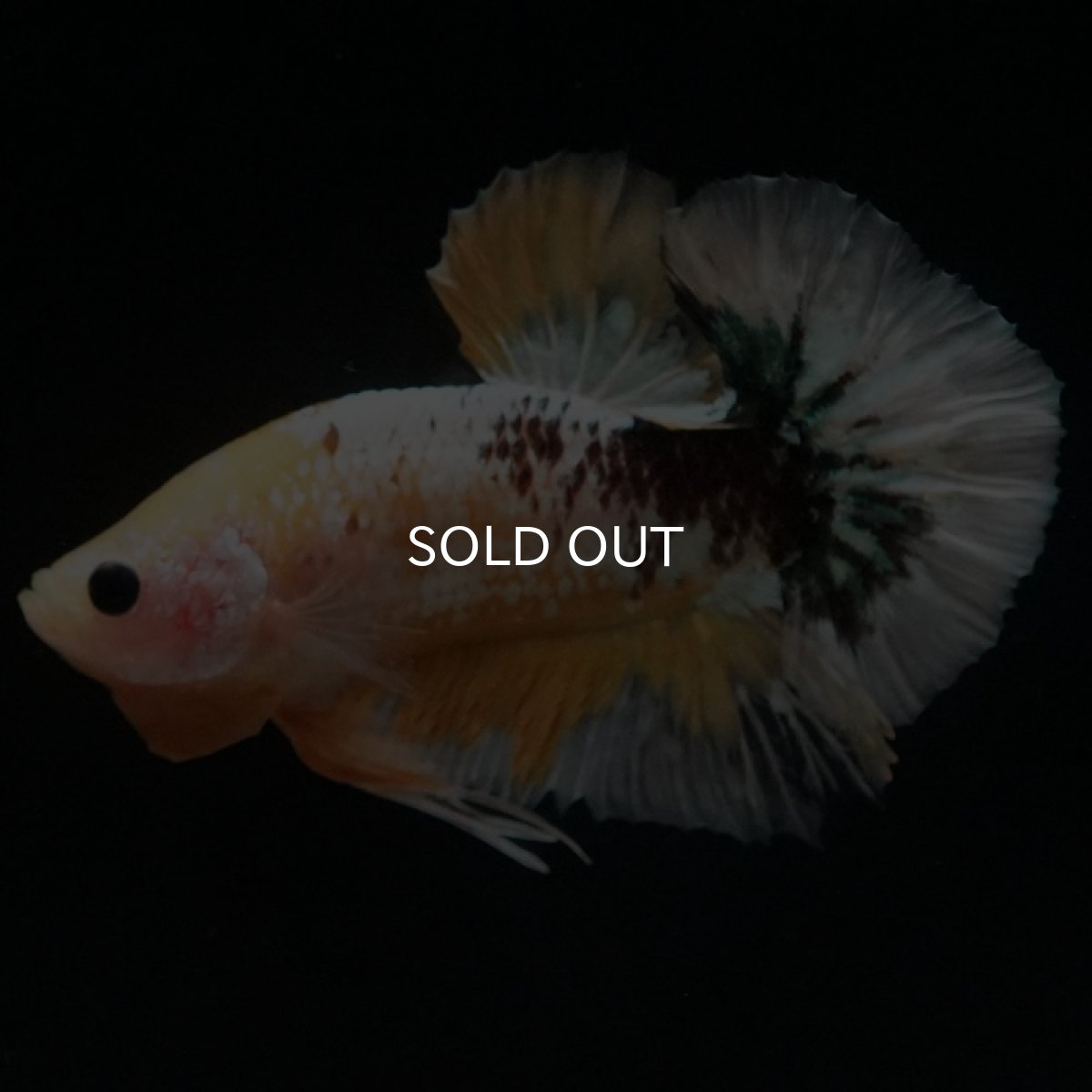 画像8: HMPK イエローファンシー (8)