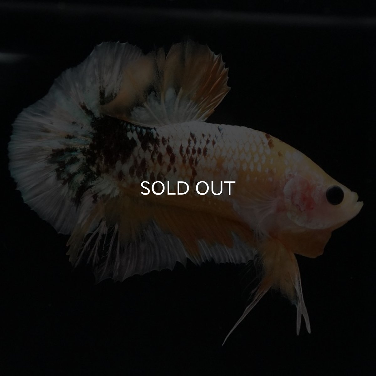 画像3: HMPK イエローファンシー (3)