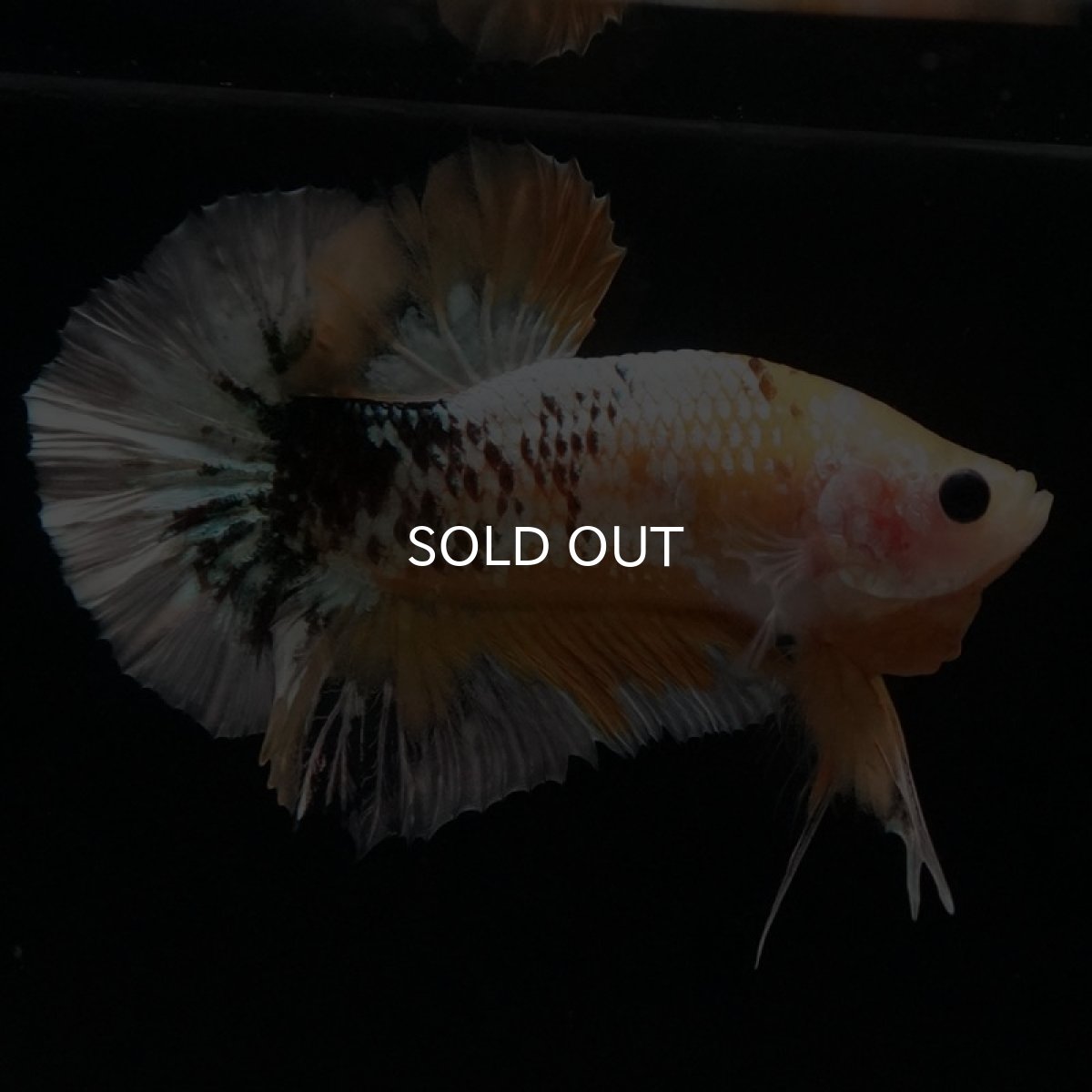 画像7: HMPK イエローファンシー (7)