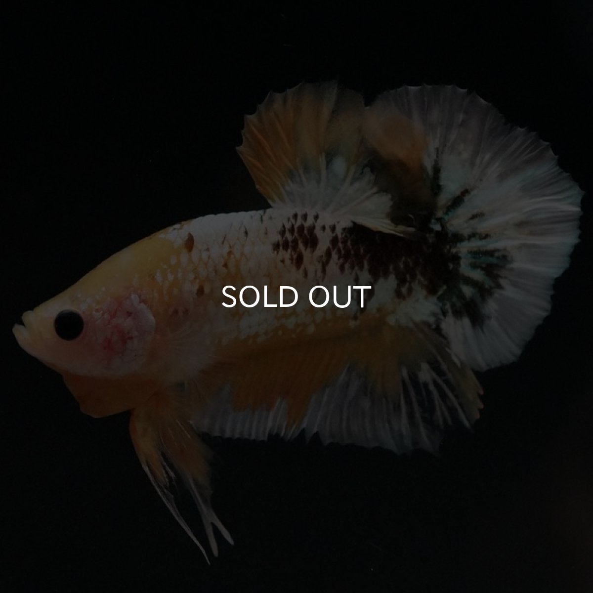 画像6: HMPK イエローファンシー (6)