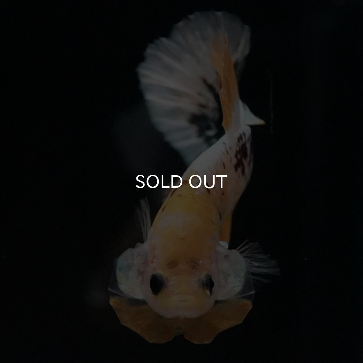 画像4: HMPK イエローファンシー (4)