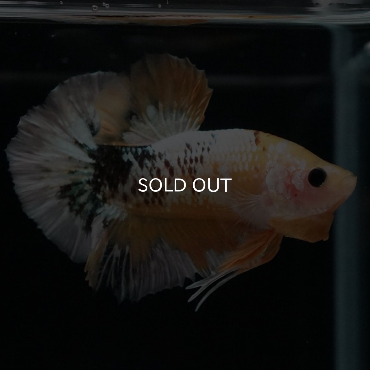 画像5: HMPK イエローファンシー (5)