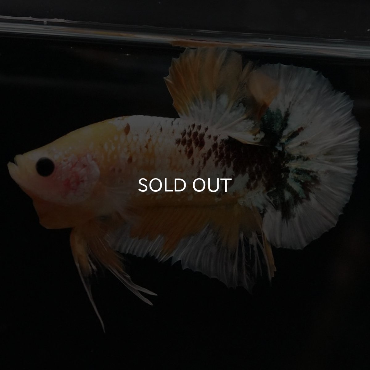 画像2: HMPK イエローファンシー (2)