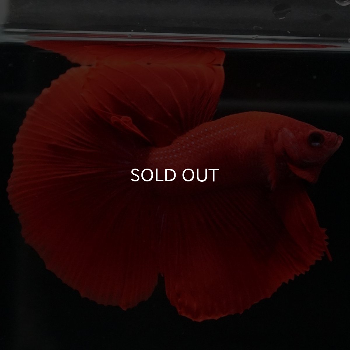 画像5: HM　ソリッドレッド (5)