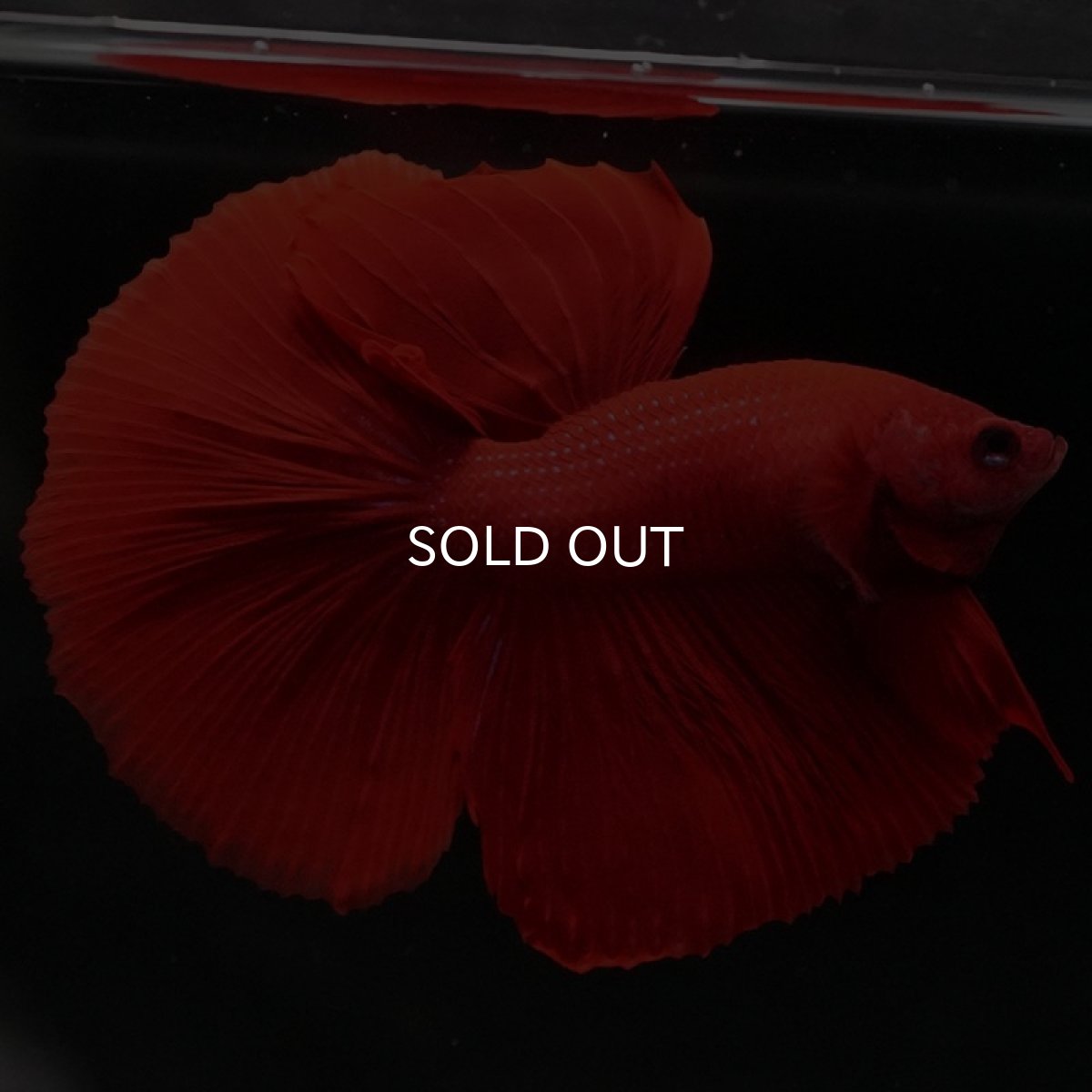 画像3: HM　ソリッドレッド (3)