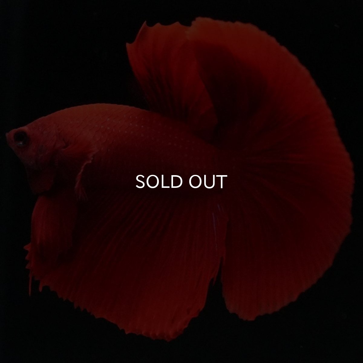 画像4: HM　ソリッドレッド (4)