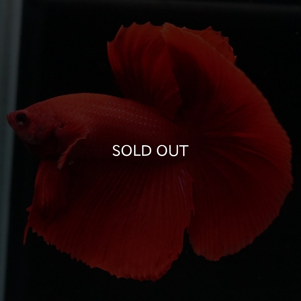 画像7: HM　ソリッドレッド (7)