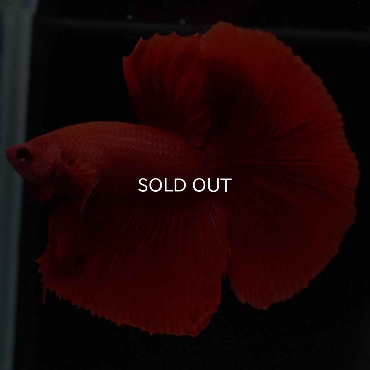 画像6: HM　ソリッドレッド (6)