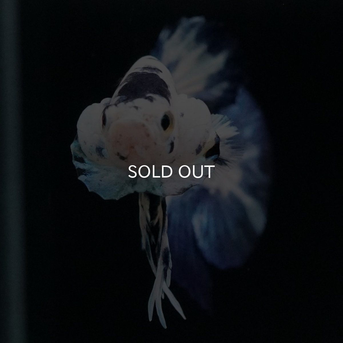 画像4: HMPK ホワイトブルーマーブル (4)