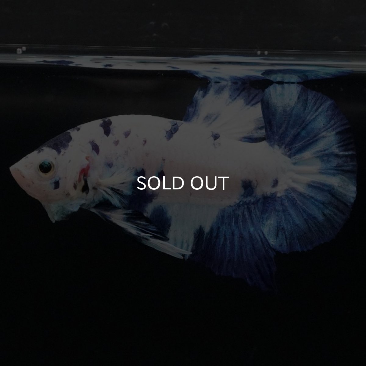 画像7: HMPK ホワイトブルーマーブル (7)