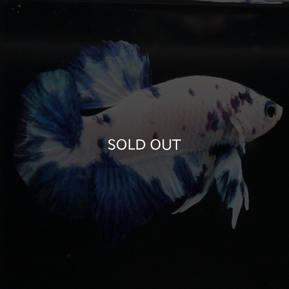 画像2: HMPK ホワイトブルーマーブル (2)