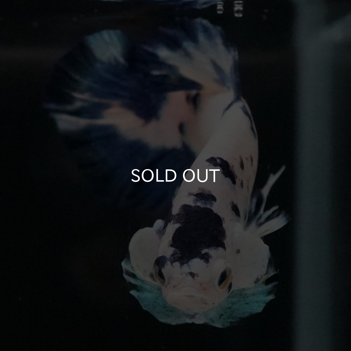 画像3: HMPK ホワイトブルーマーブル (3)