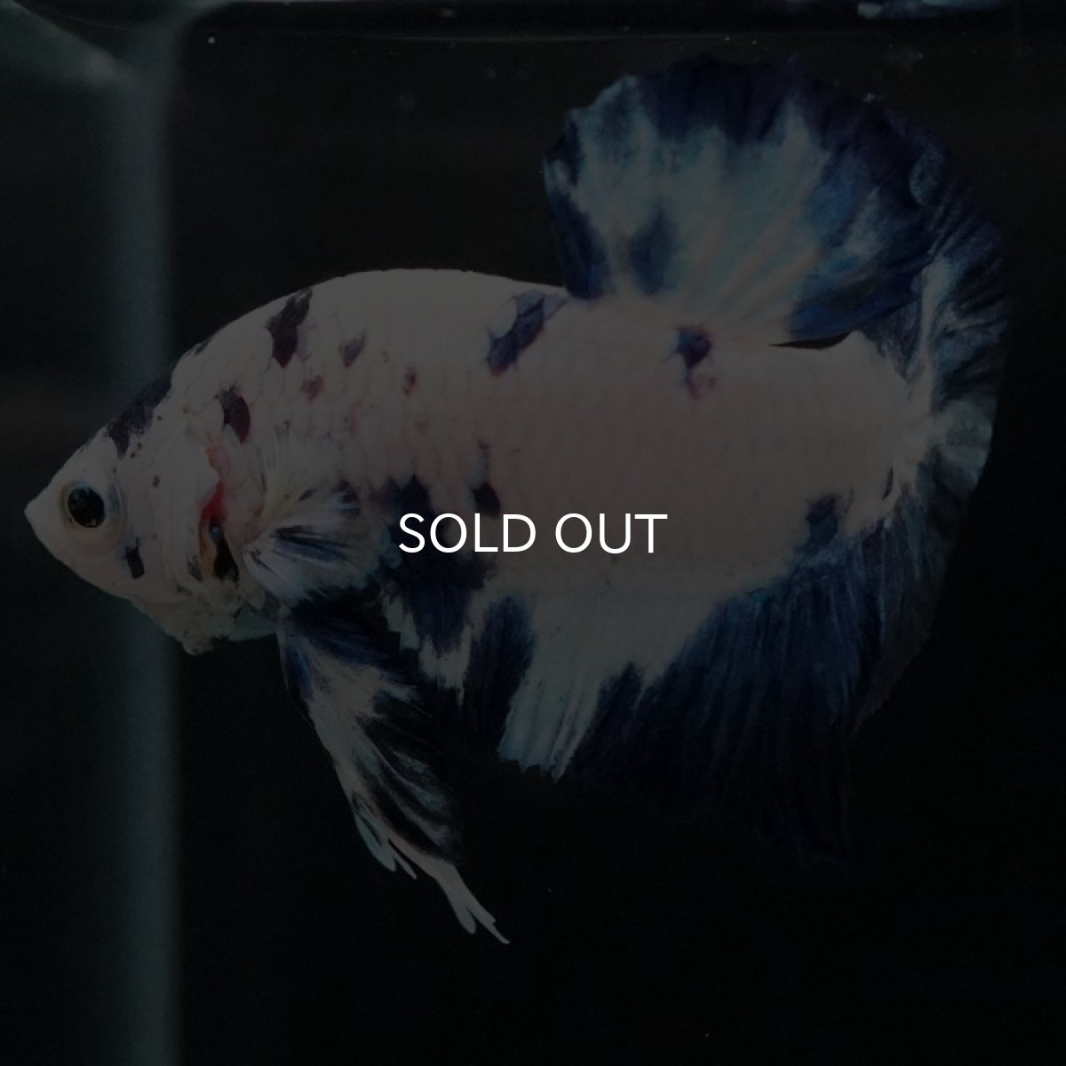 画像5: HMPK ホワイトブルーマーブル (5)