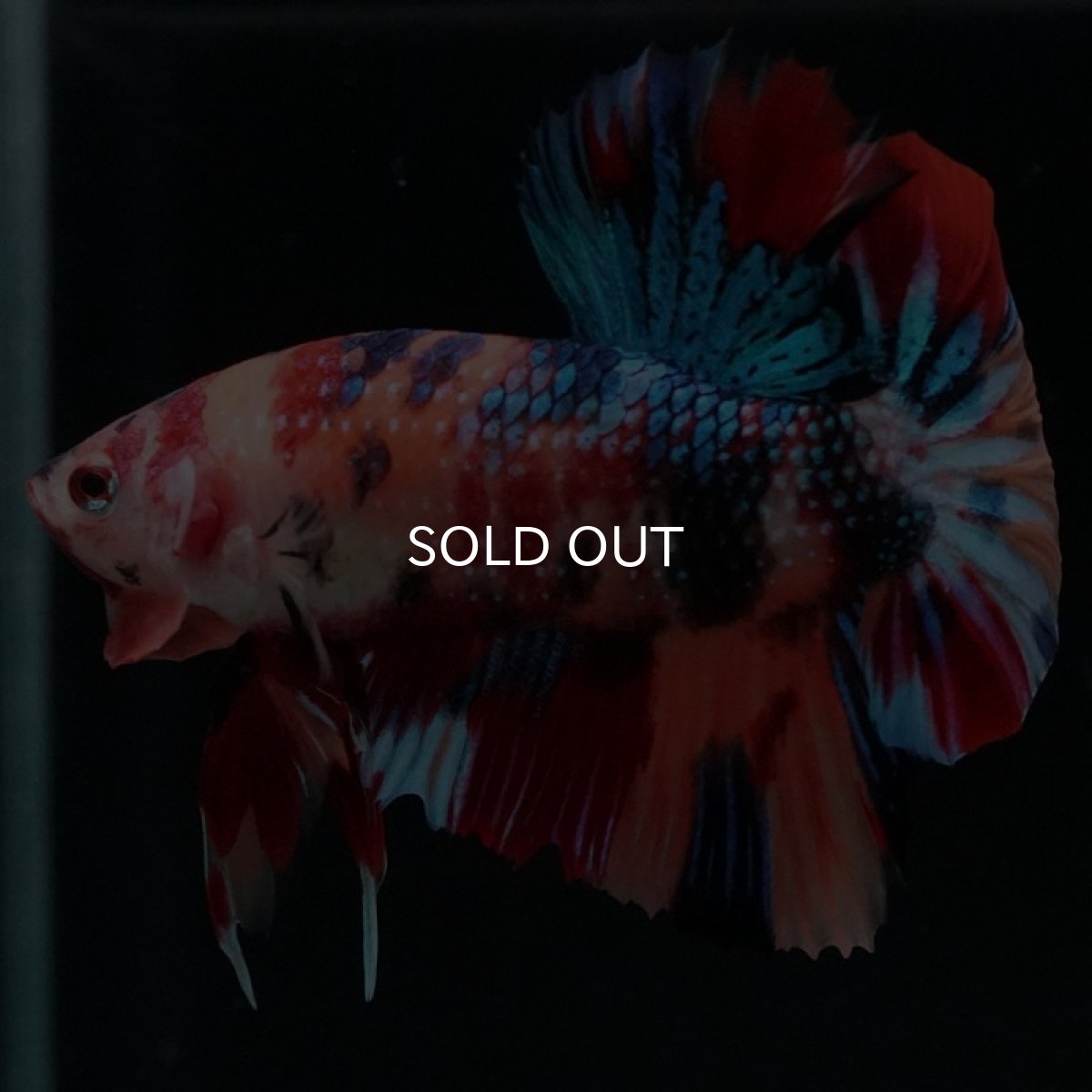 画像8: HMPK キャンディギャラクシー (8)