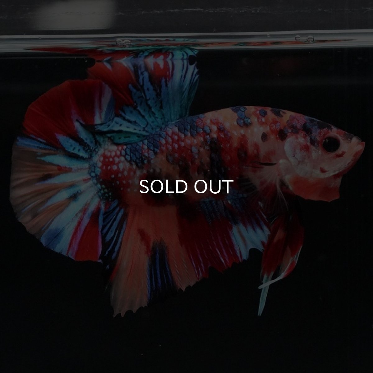 画像4: HMPK キャンディギャラクシー (4)