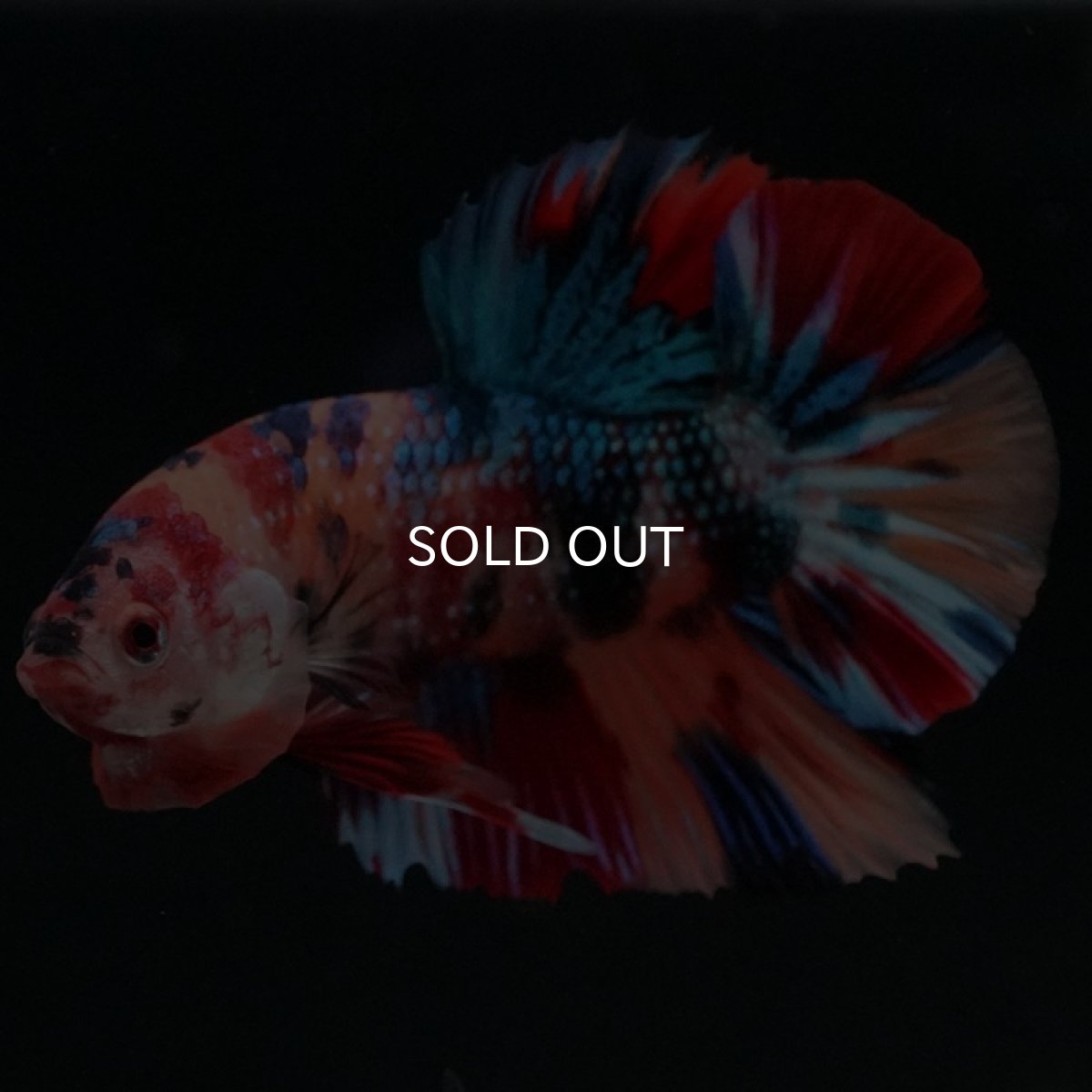 画像7: HMPK キャンディギャラクシー (7)