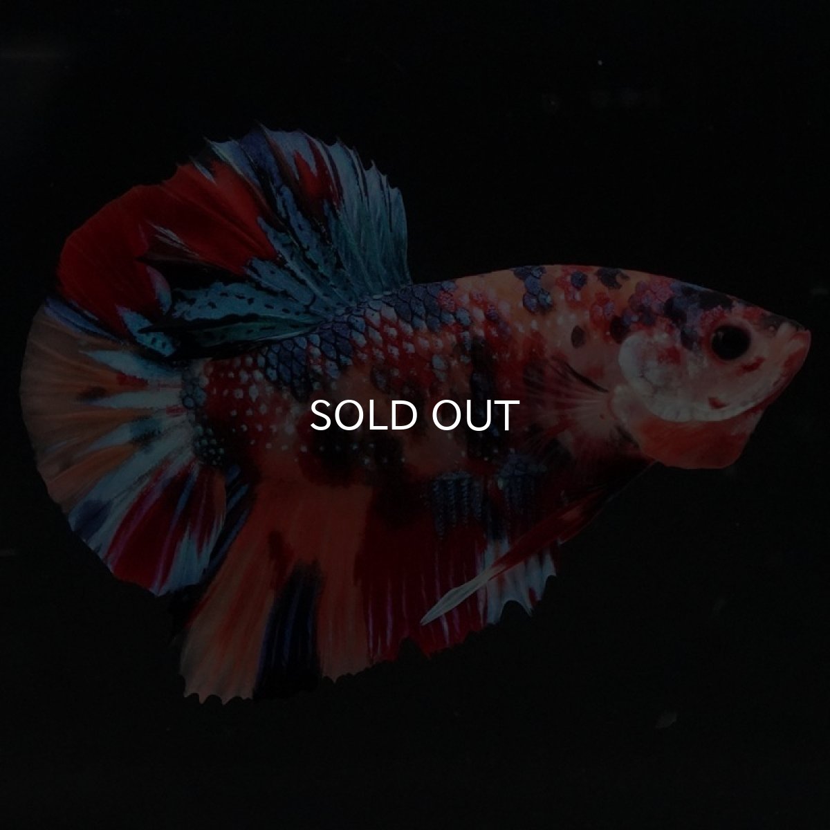 画像6: HMPK キャンディギャラクシー (6)