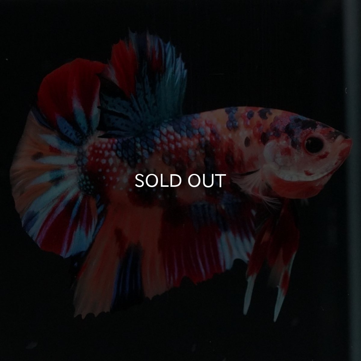 画像2: HMPK キャンディギャラクシー (2)