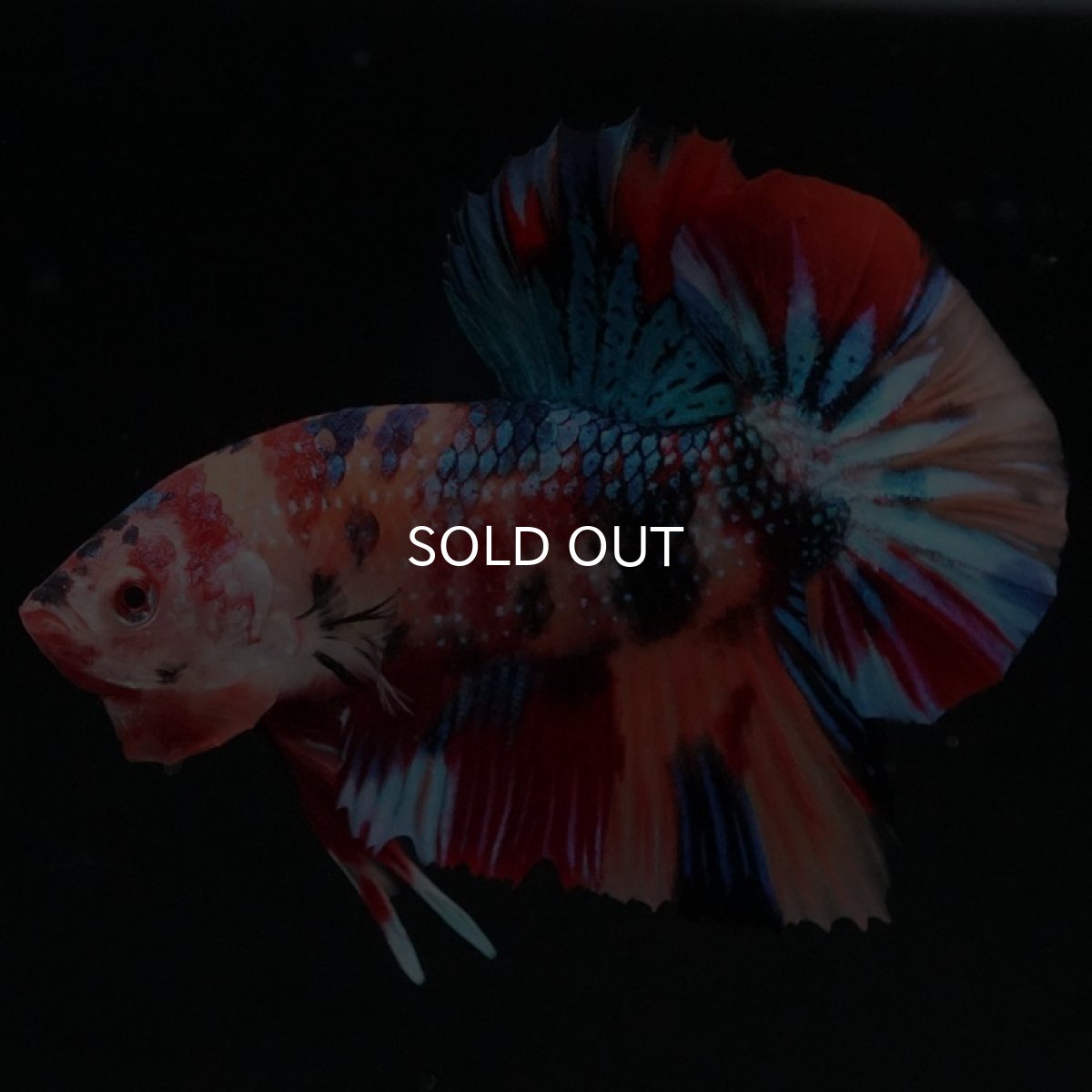 画像5: HMPK キャンディギャラクシー (5)