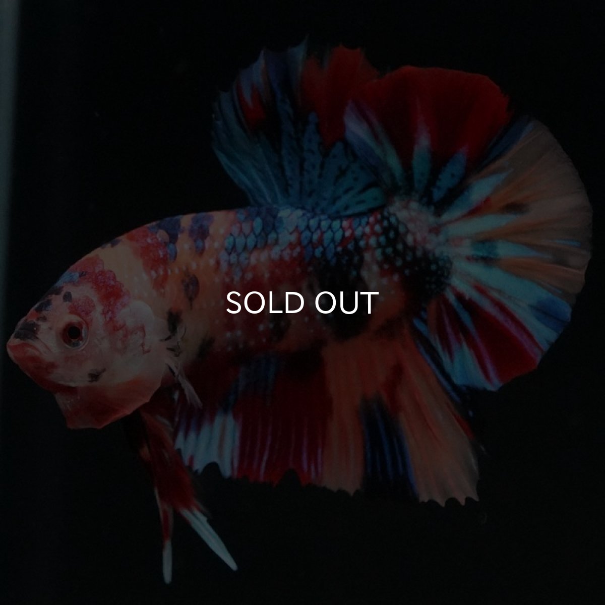 画像3: HMPK キャンディギャラクシー (3)