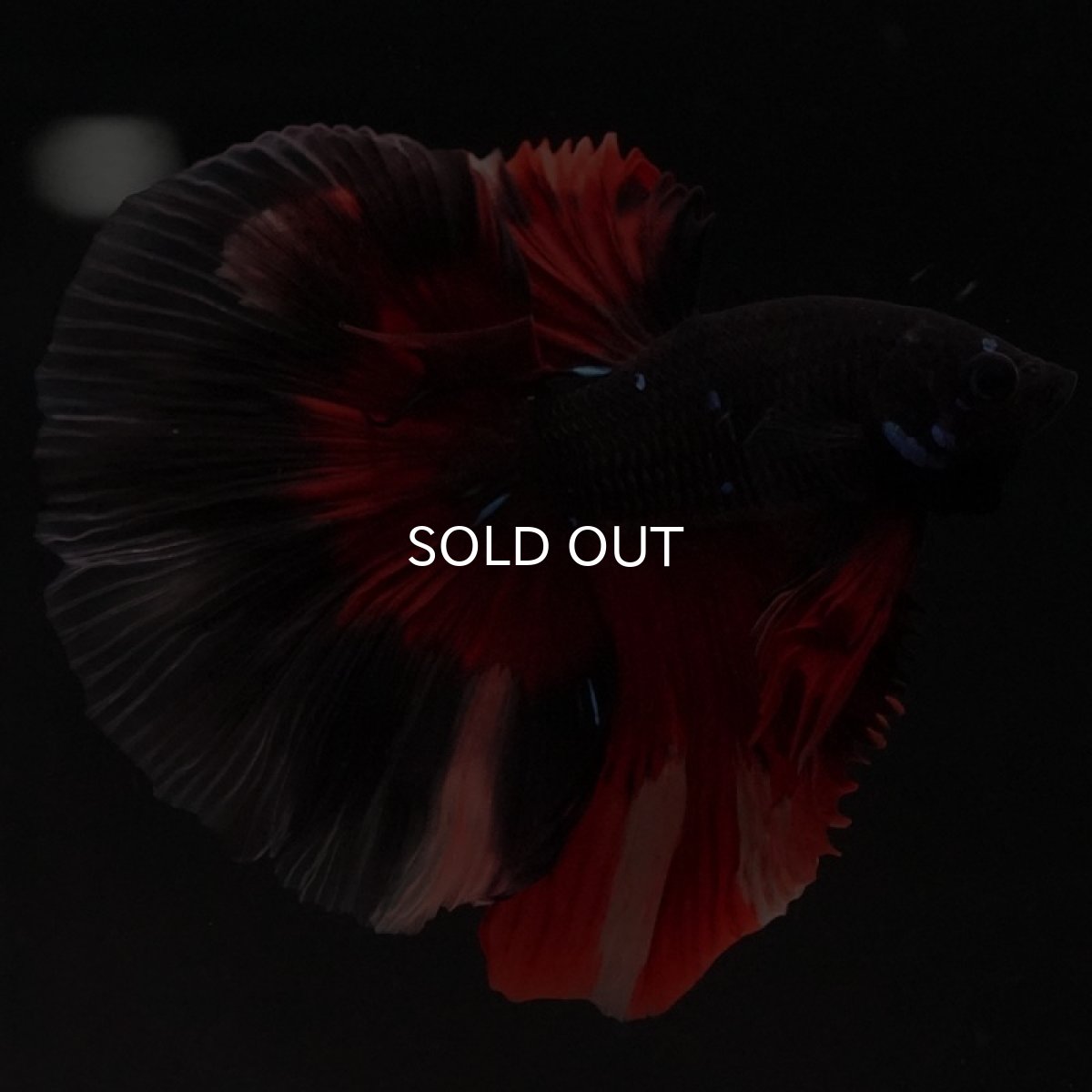 画像7: HM ブラックニモ (7)