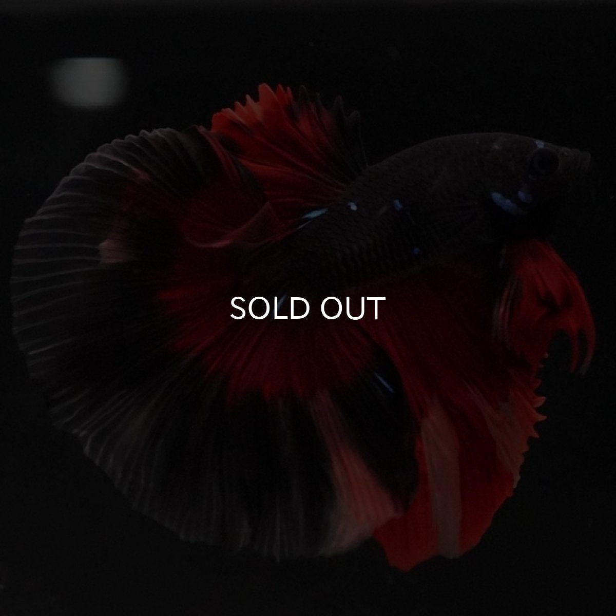 画像3: HM ブラックニモ (3)