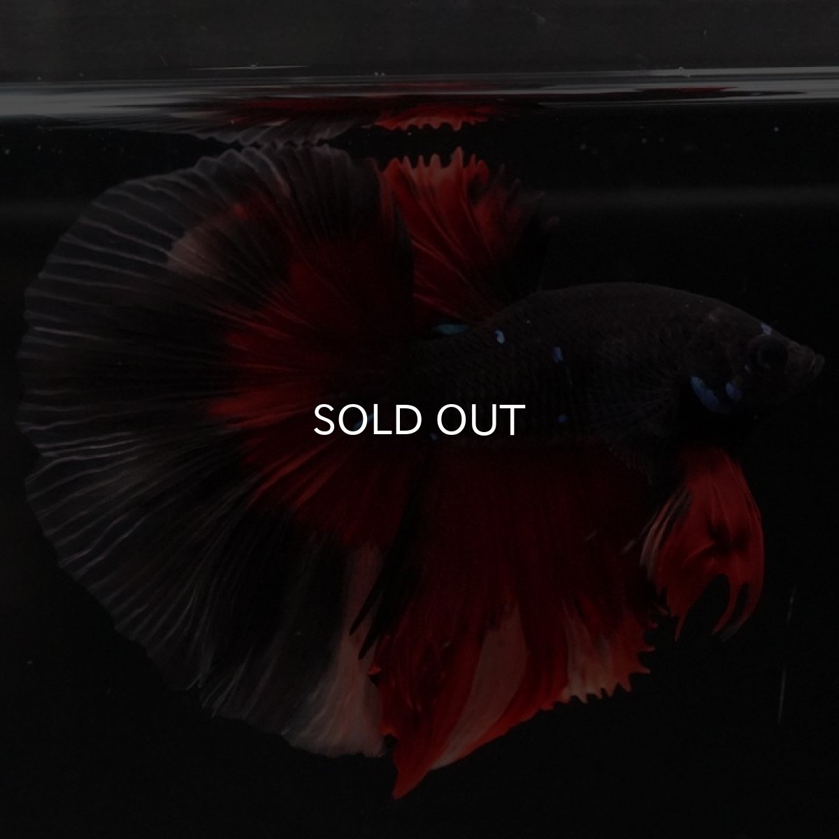 画像10: HM ブラックニモ (10)