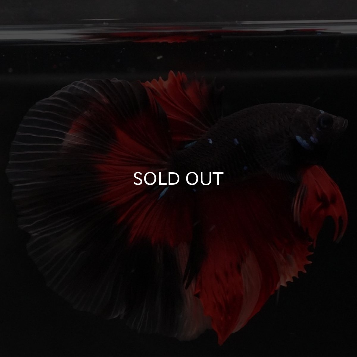 画像9: HM ブラックニモ (9)