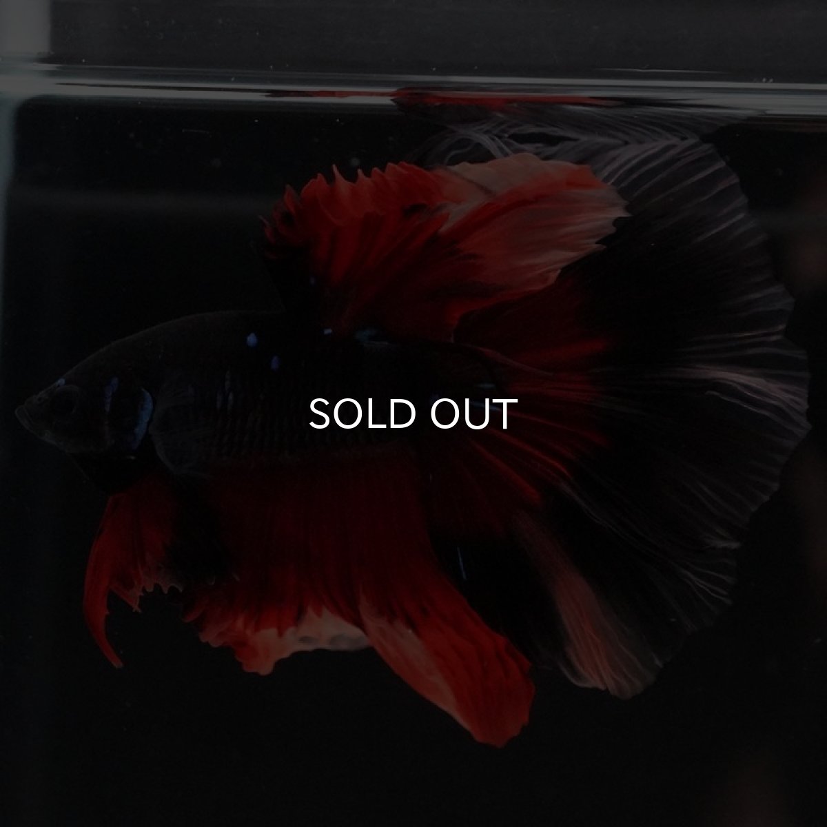 画像8: HM ブラックニモ (8)