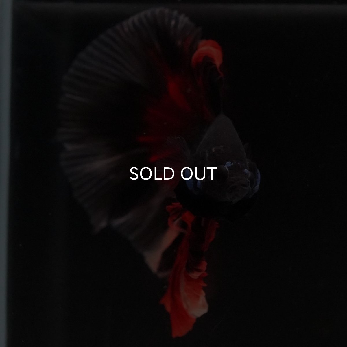 画像5: HM ブラックニモ (5)