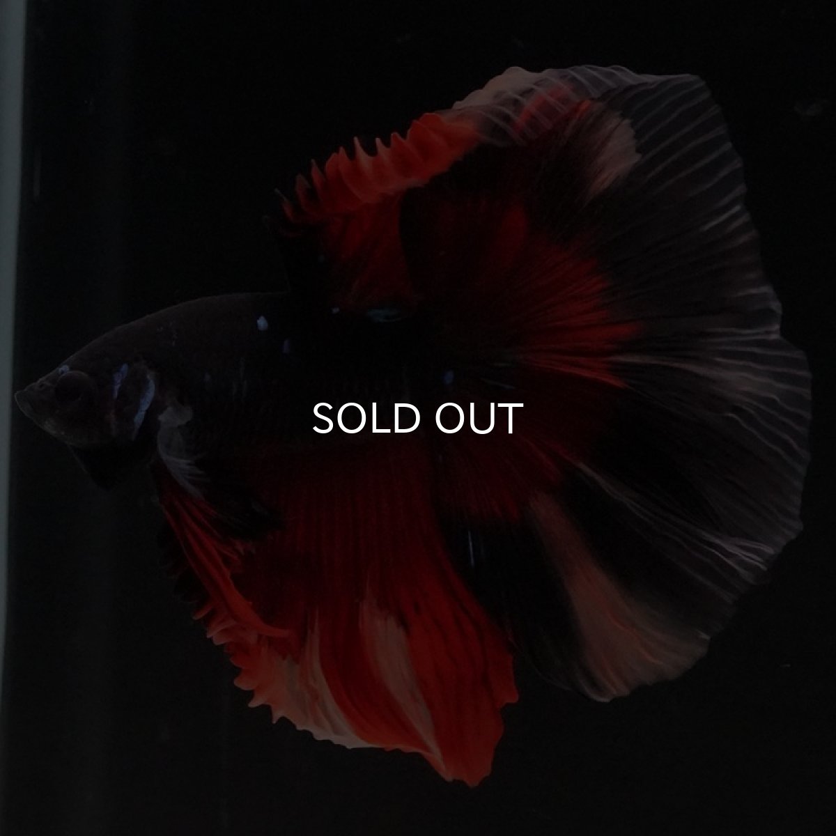 画像2: HM ブラックニモ (2)