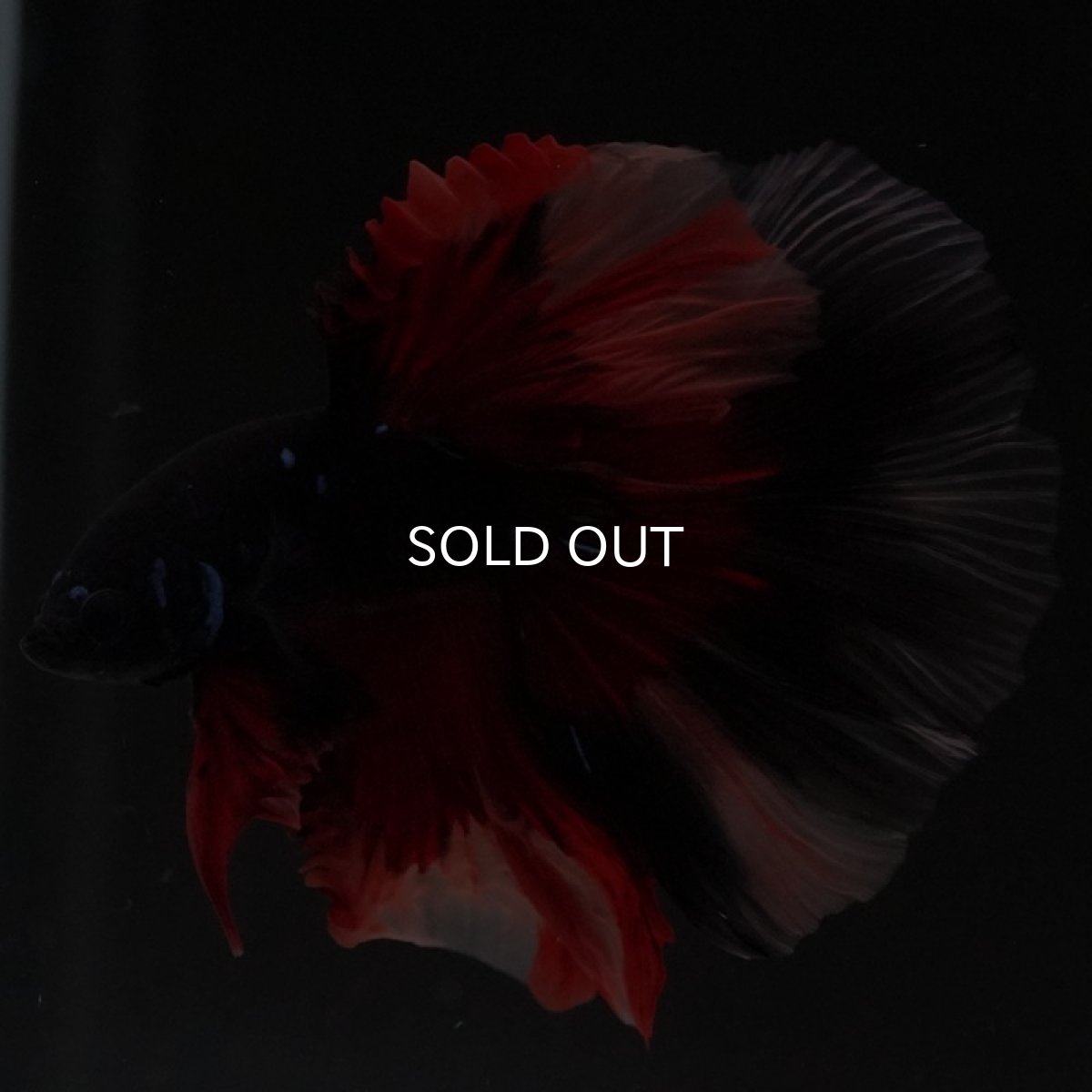 画像6: HM ブラックニモ (6)