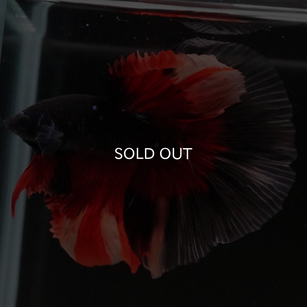 画像4: HM ブラックニモ (4)