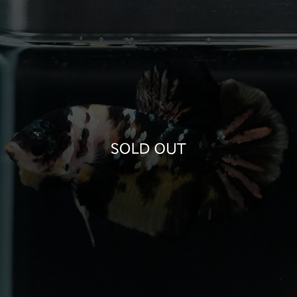 画像6: HMPK イエローカッパー (6)