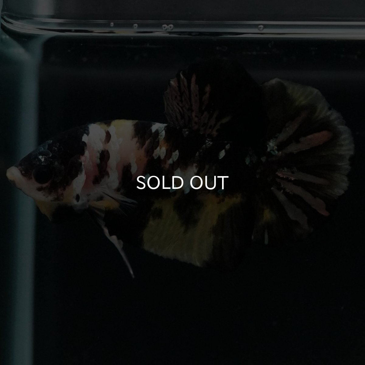 画像9: HMPK イエローカッパー (9)