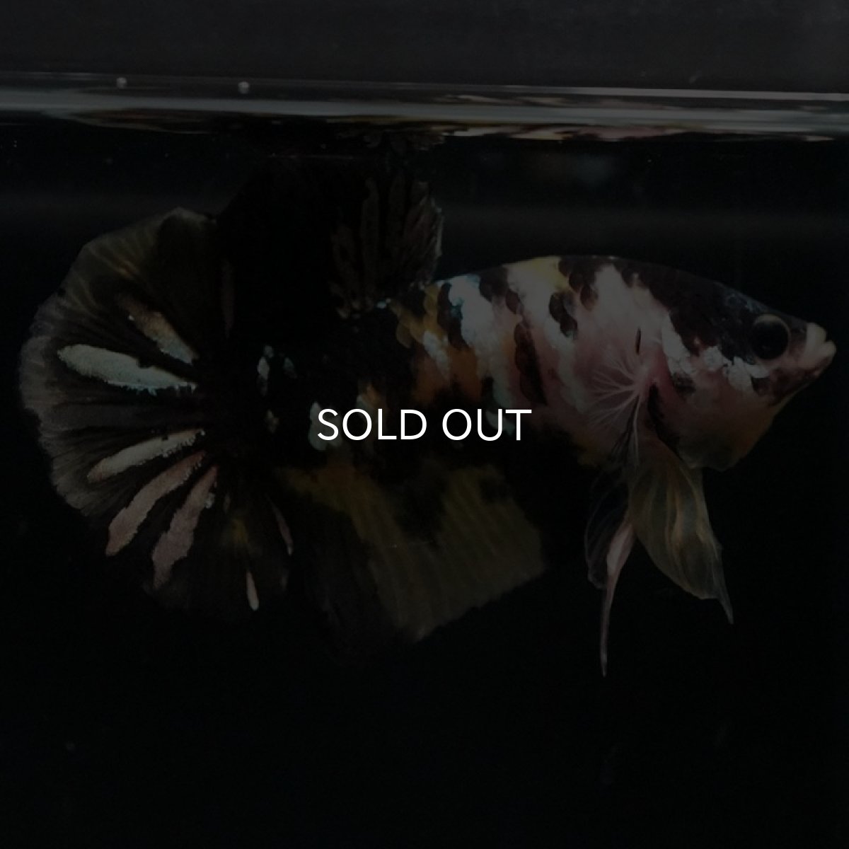 画像10: HMPK イエローカッパー (10)