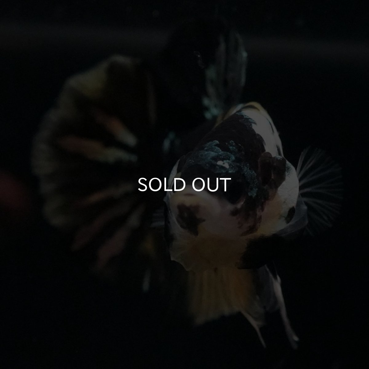 画像4: HMPK イエローカッパー (4)