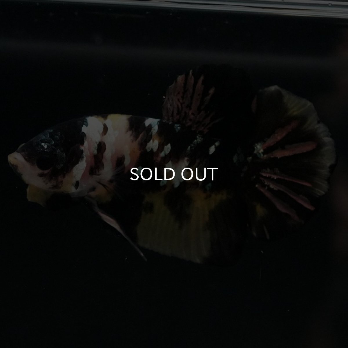 画像2: HMPK イエローカッパー (2)