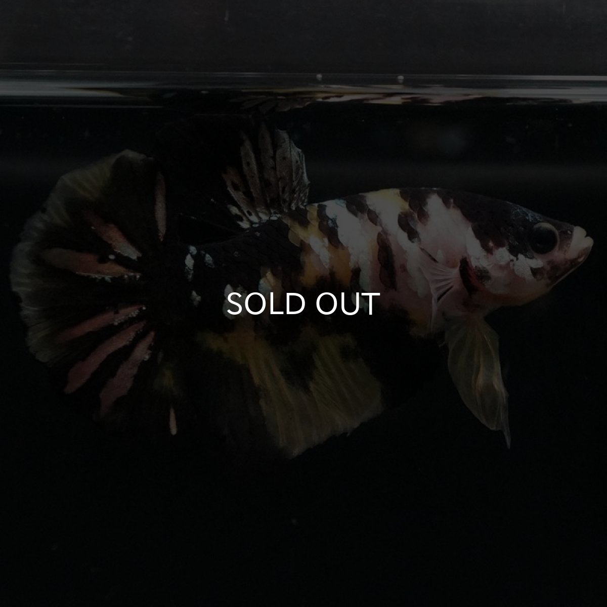 画像8: HMPK イエローカッパー (8)