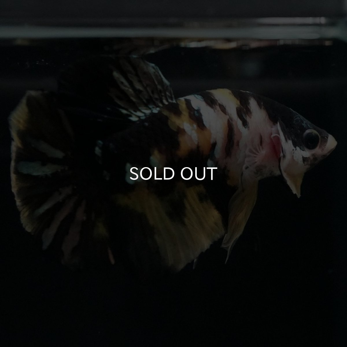 画像7: HMPK イエローカッパー (7)